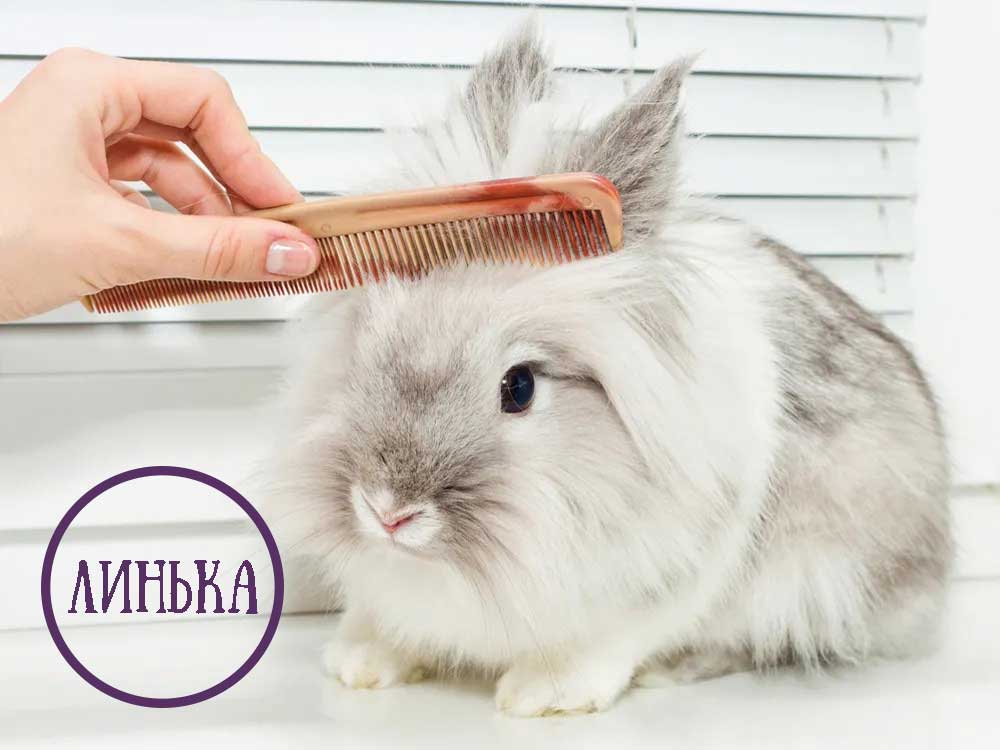 Вычесывание кролика