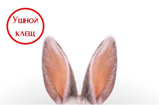 Ушной клещ