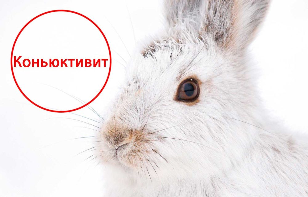 Коньюктивит-у-кролика