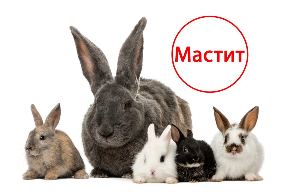 Мастит у кролика