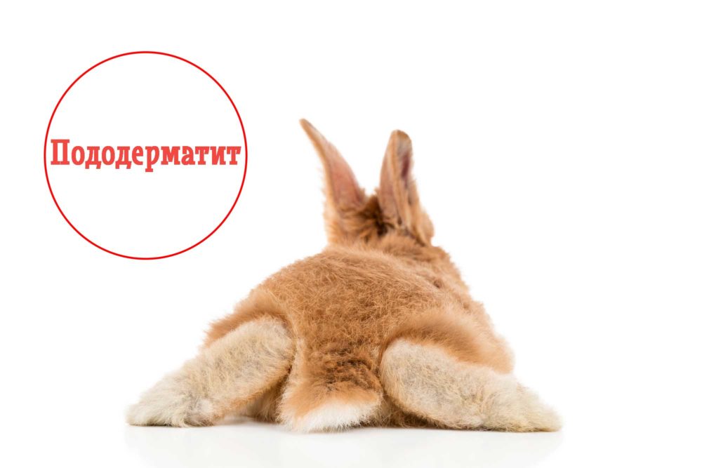 Пододерматит