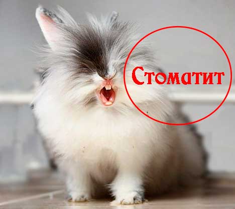 Стоматит у кролика
