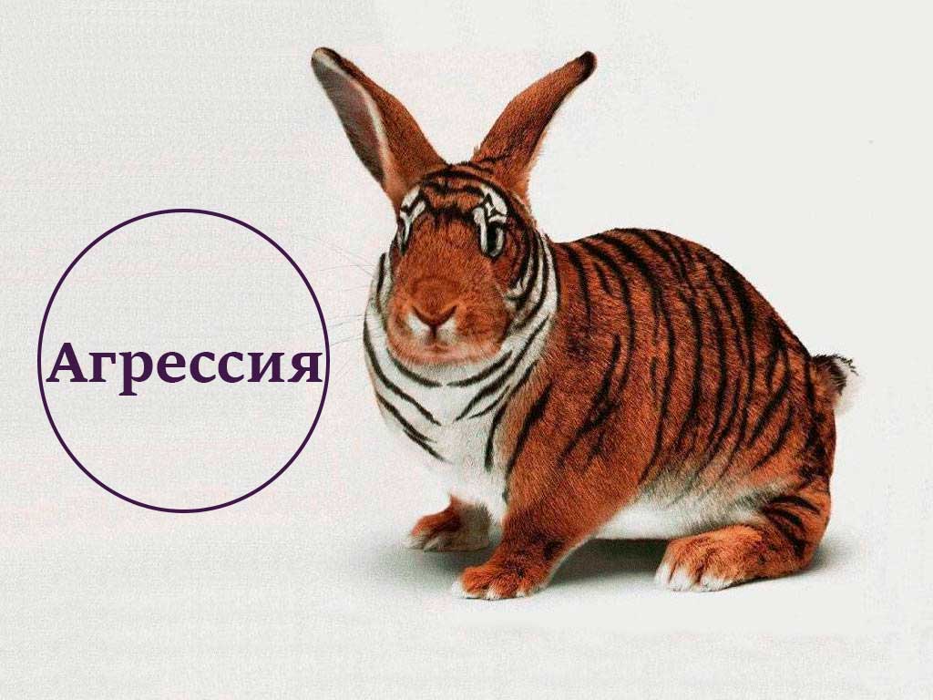 Агрессия у кролика