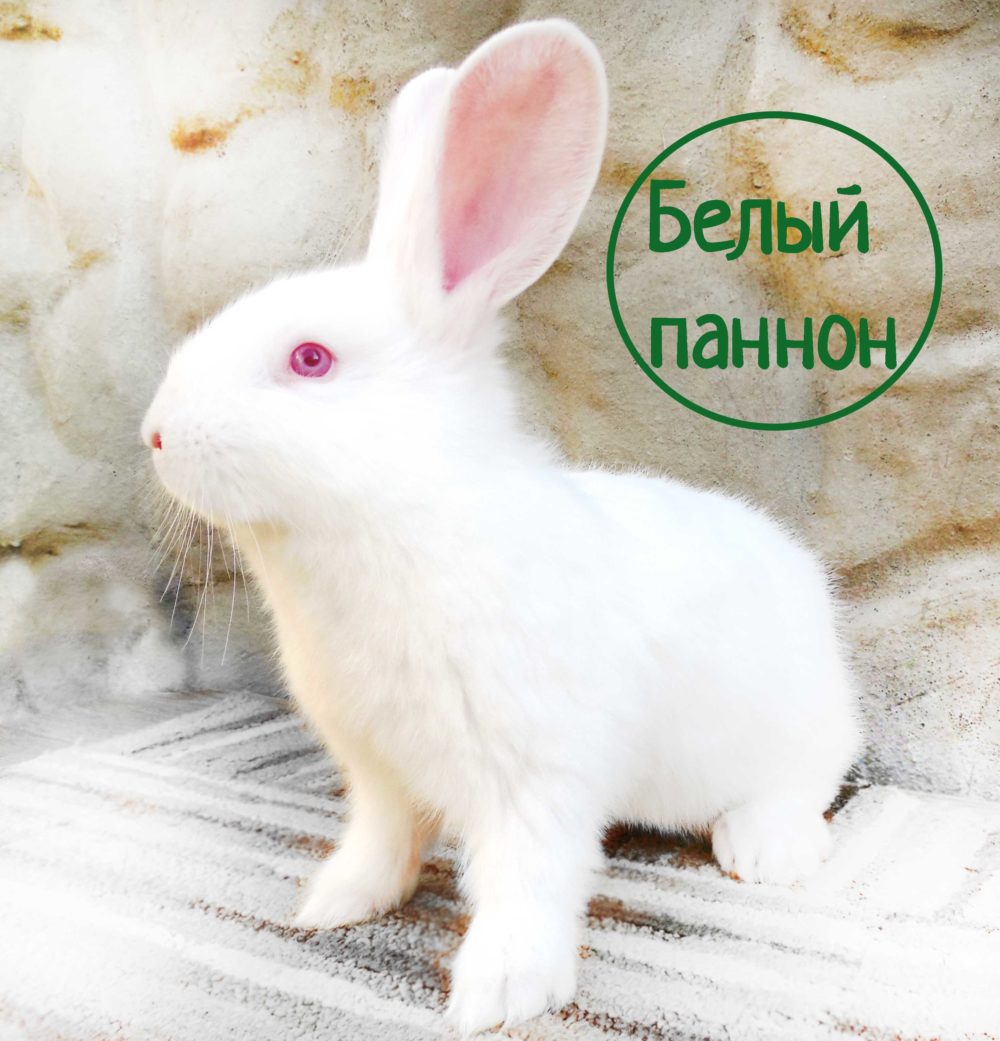 Белый паннон