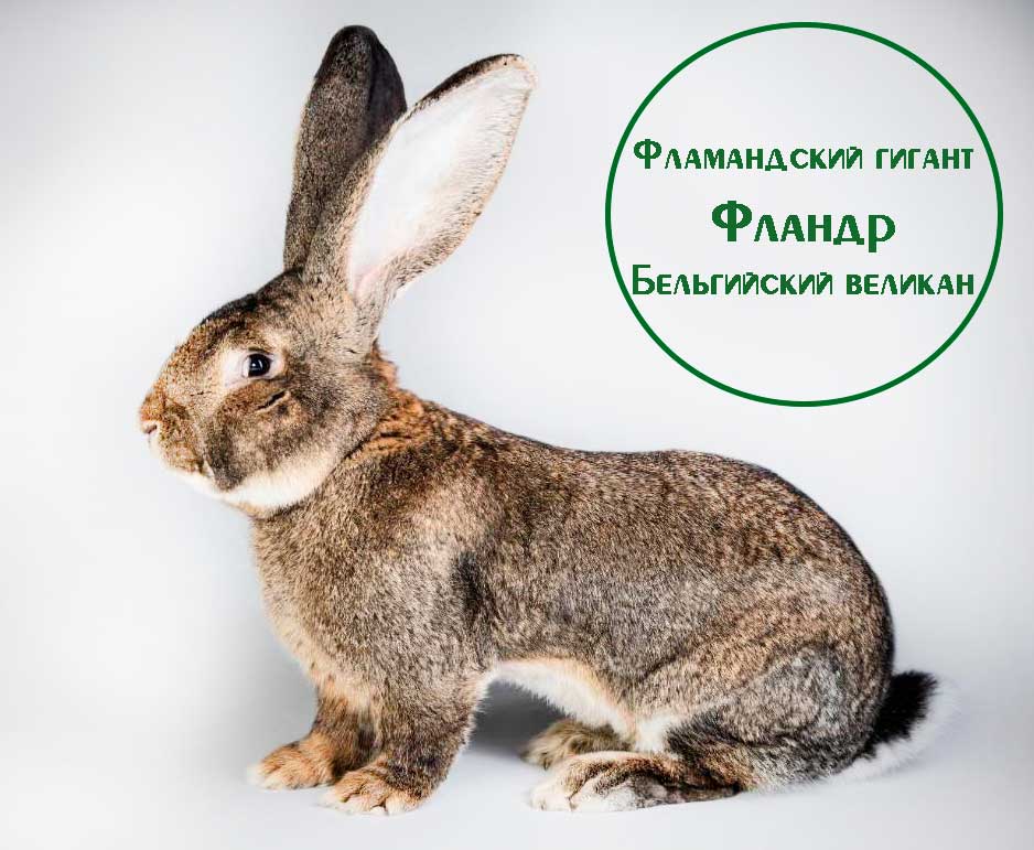 Фландр