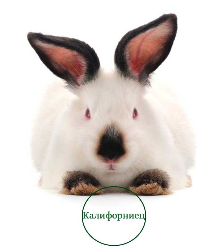 Калифорнийский кролик