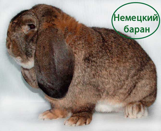 Кролик немецкий баран