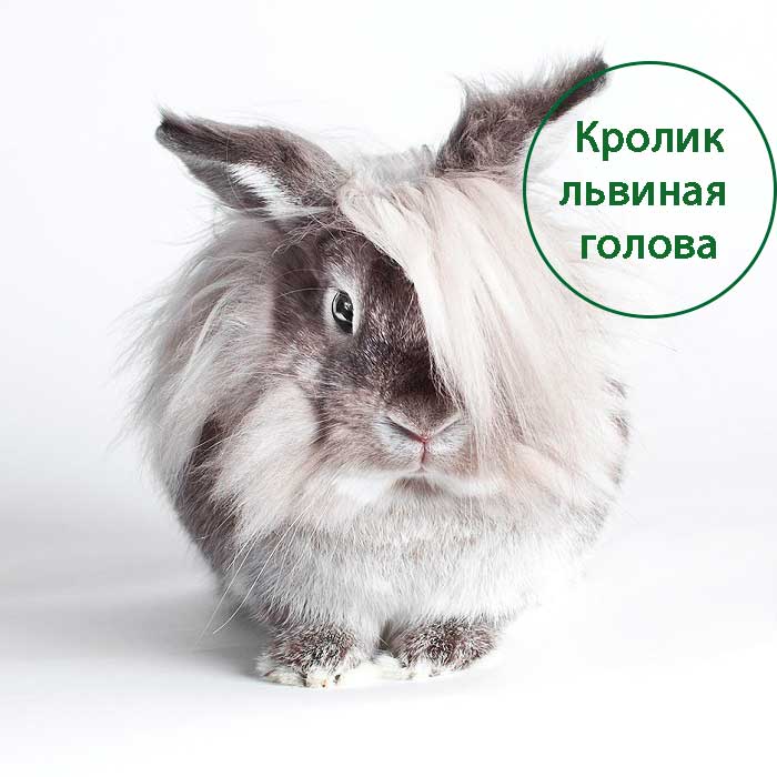 Кролик породы Львинoголовка