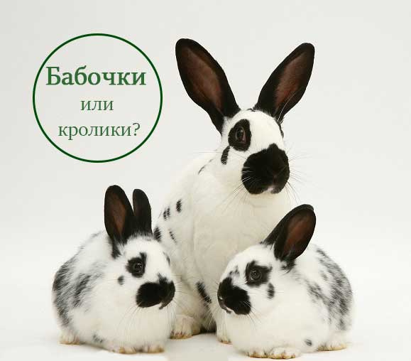Кролики-бабочки
