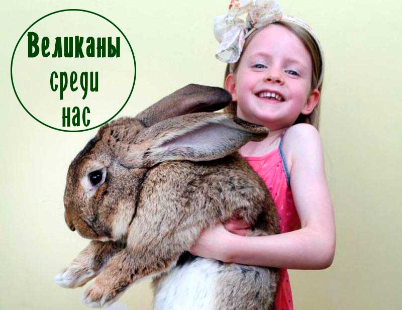 Кролики-великаны