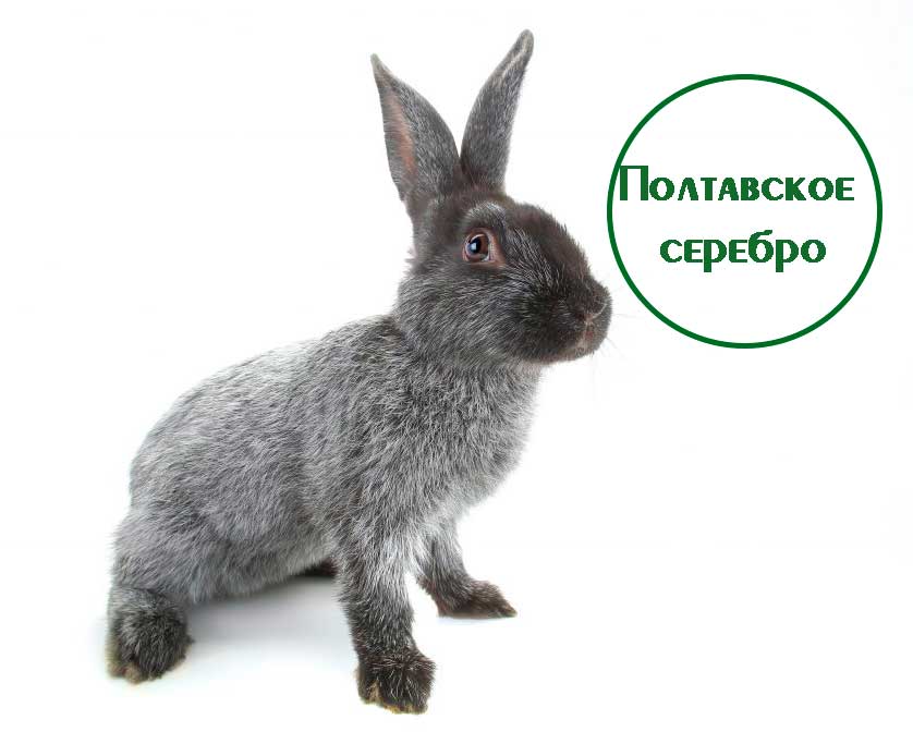 Кролик полтавское серебро