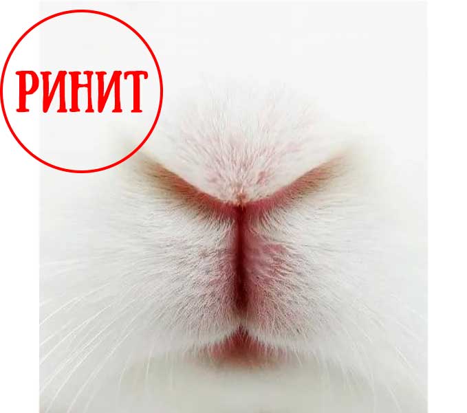 Ринит у кролика