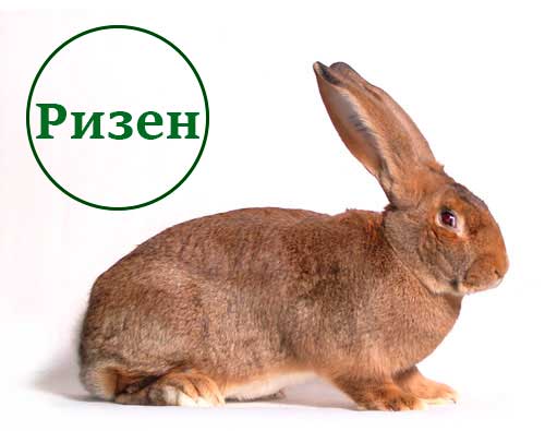 Ризен