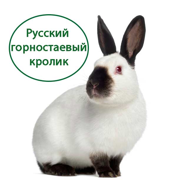 Русский горностаевый кролик