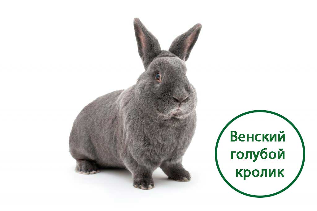 Венский голубой кролик