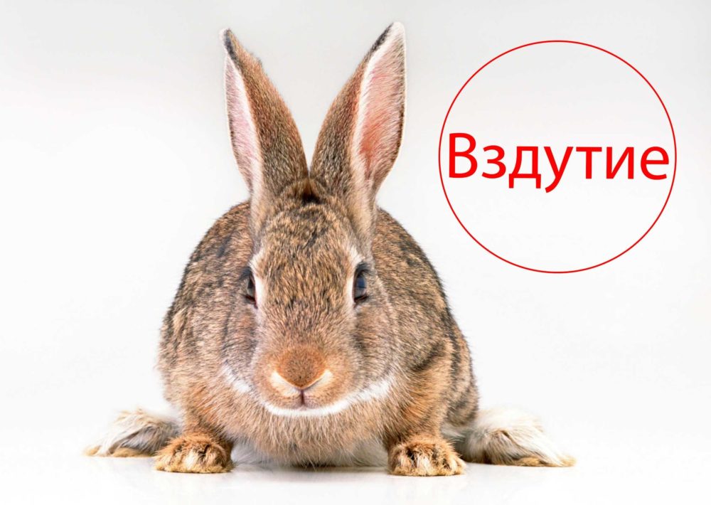 Вздутие у кроликов