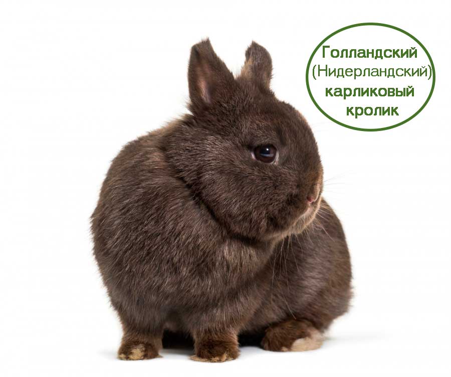 Нидерландский карликовый кролик
