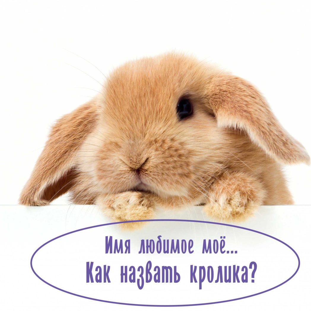 Имя для кролика
