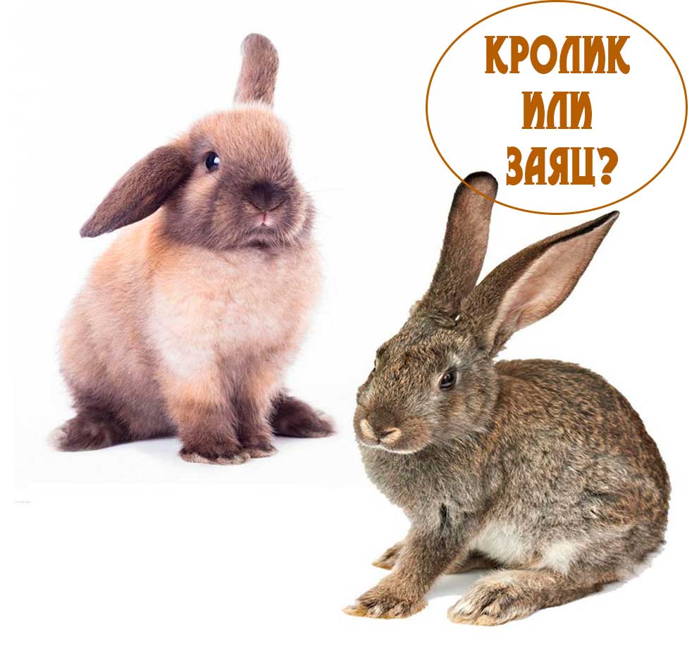 Кролик-или-заяц