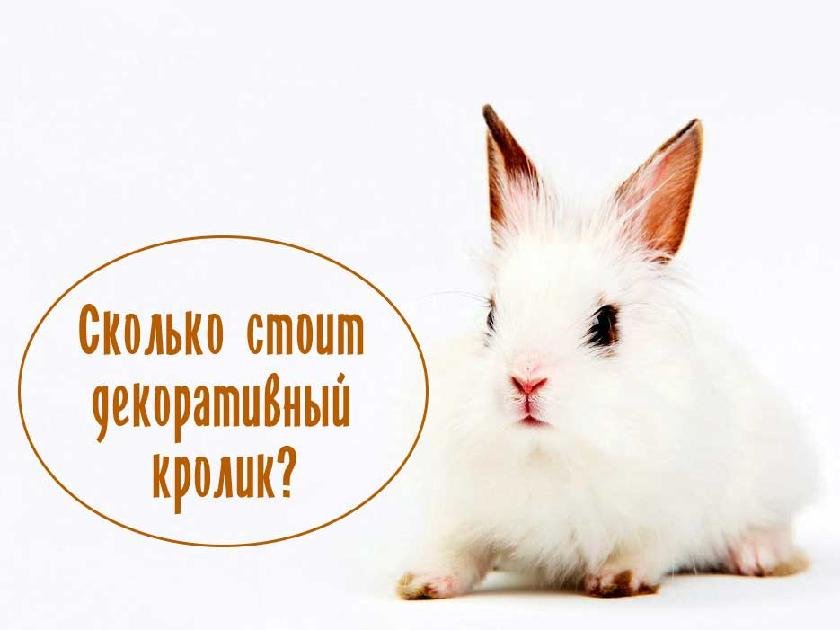 Сколько-стоит-карликовый-кролик
