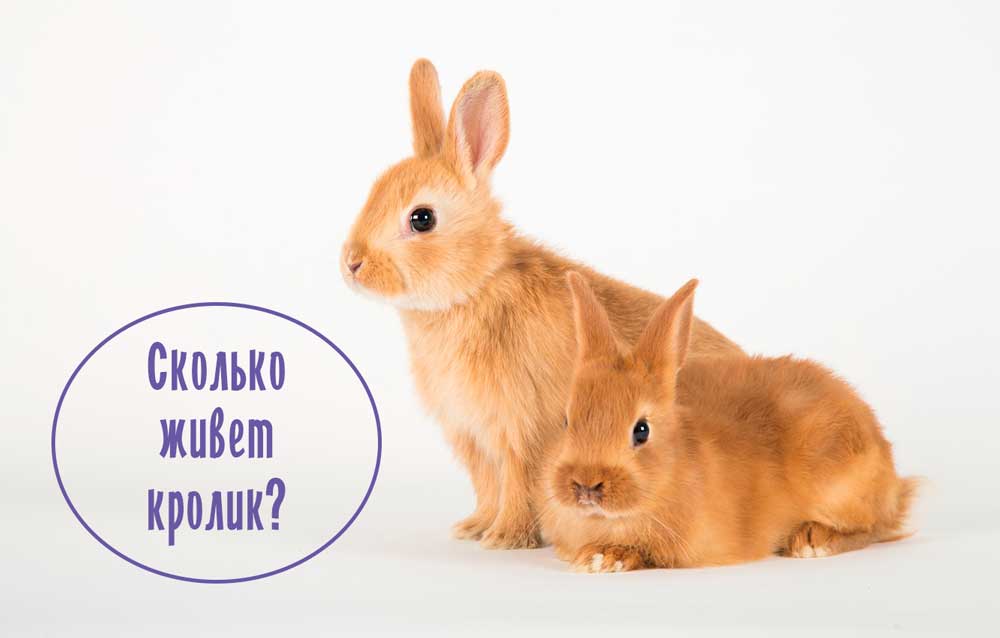 Срок жизни кролика