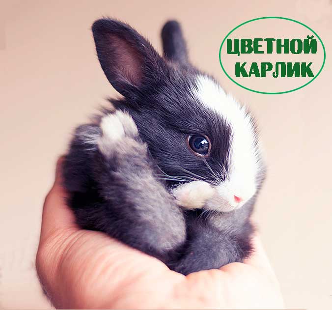 Цветной карлик