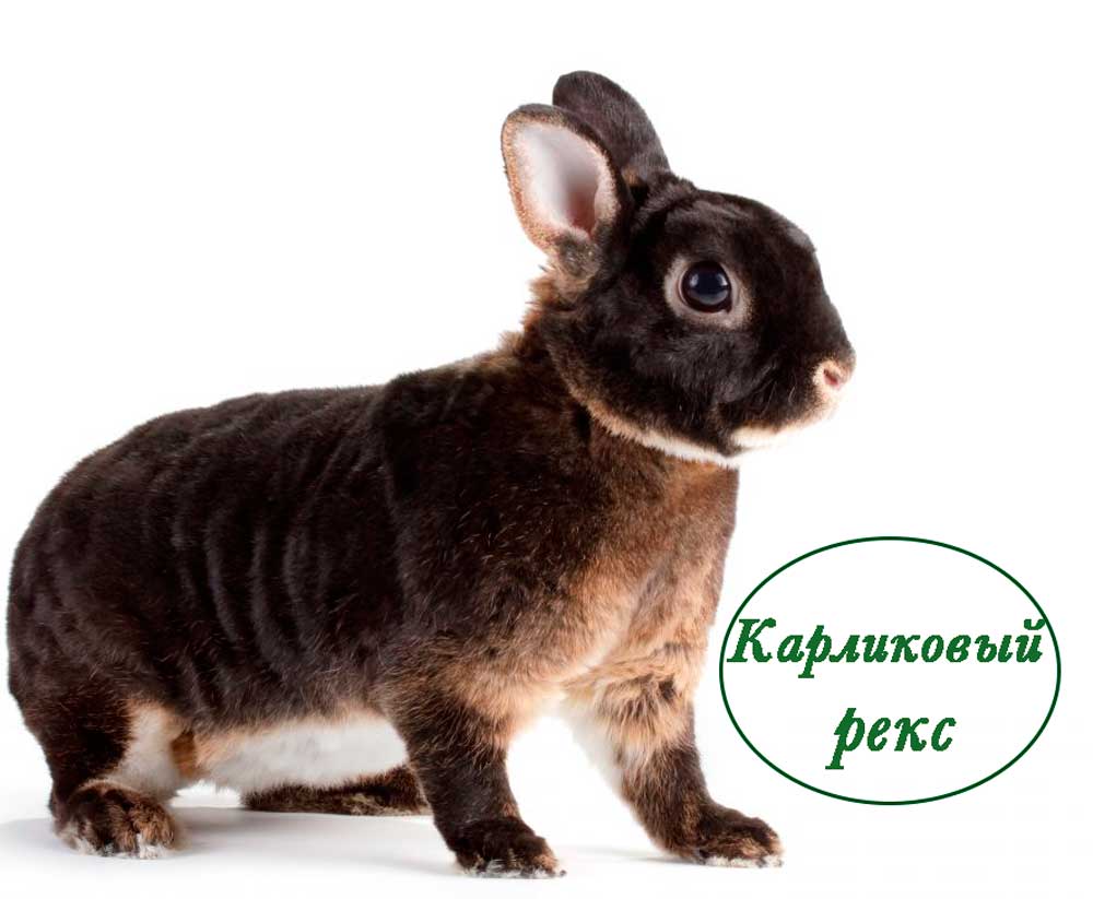 Карликовый рекс