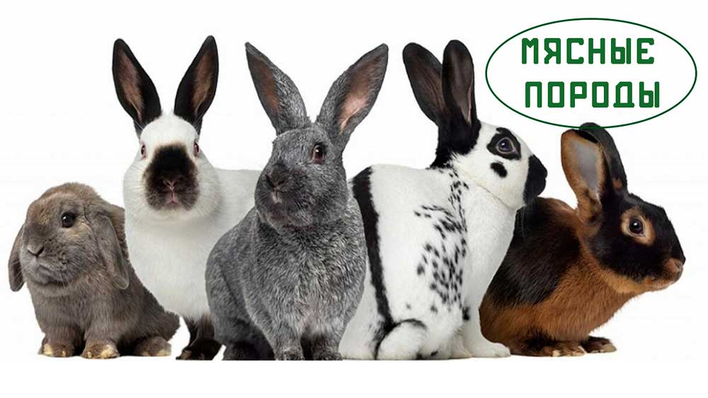 Мясные породы кроликов