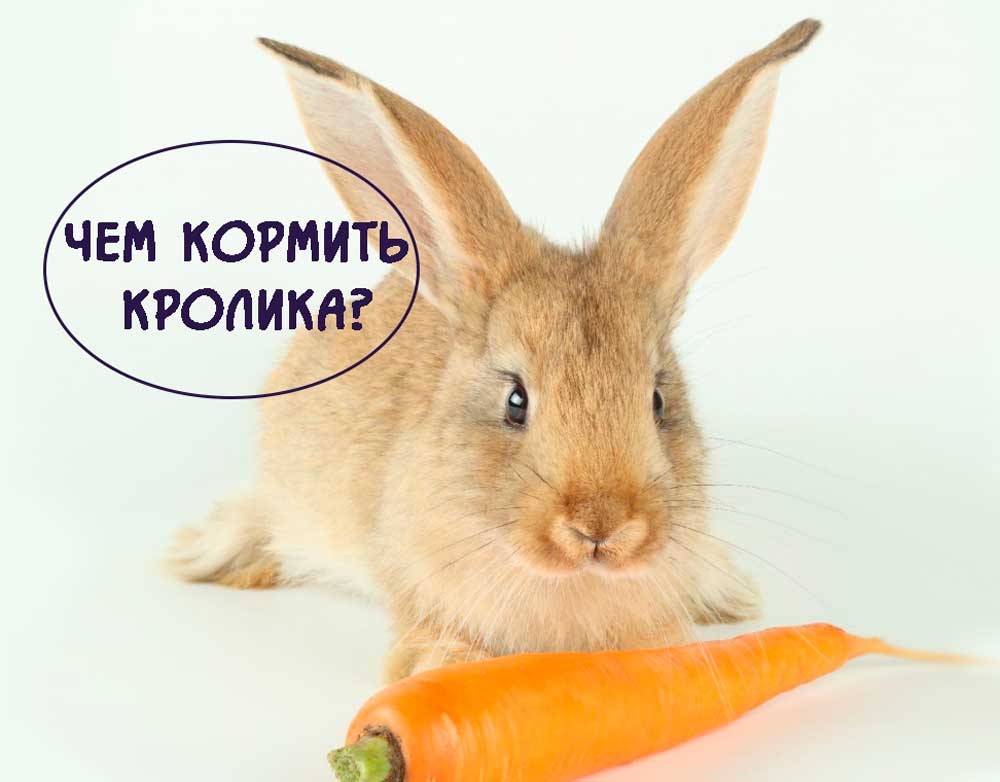 Чем-кормить-кролика