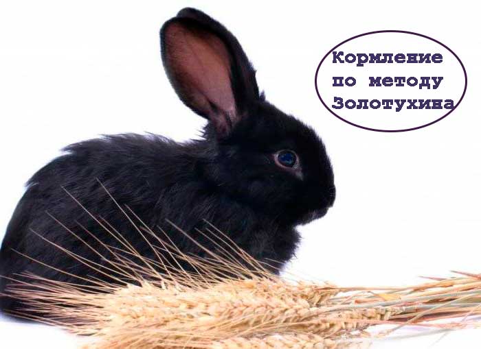 Кормление-кроликов-по-методу-Золотухина