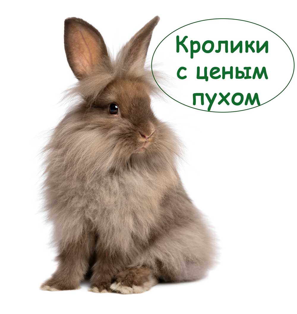 Пуховые породы кроликов