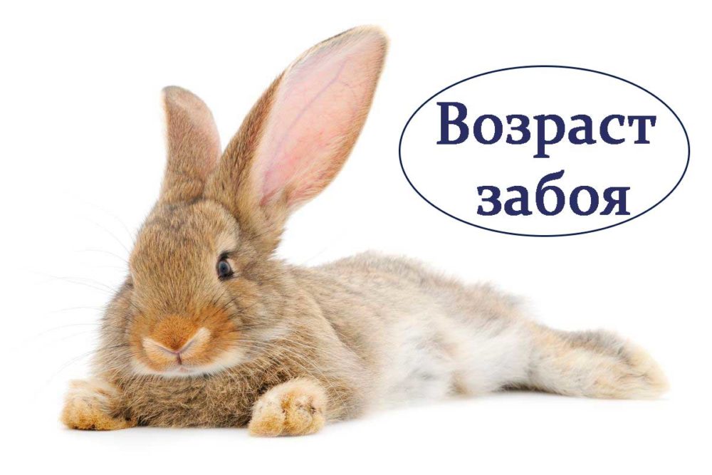 Возраст забоя