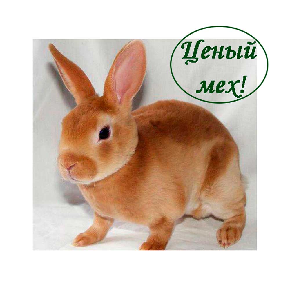 Ценный мех кролика