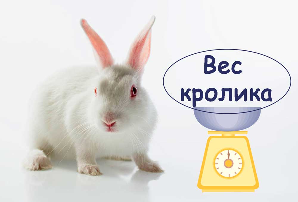 Вес-кролика