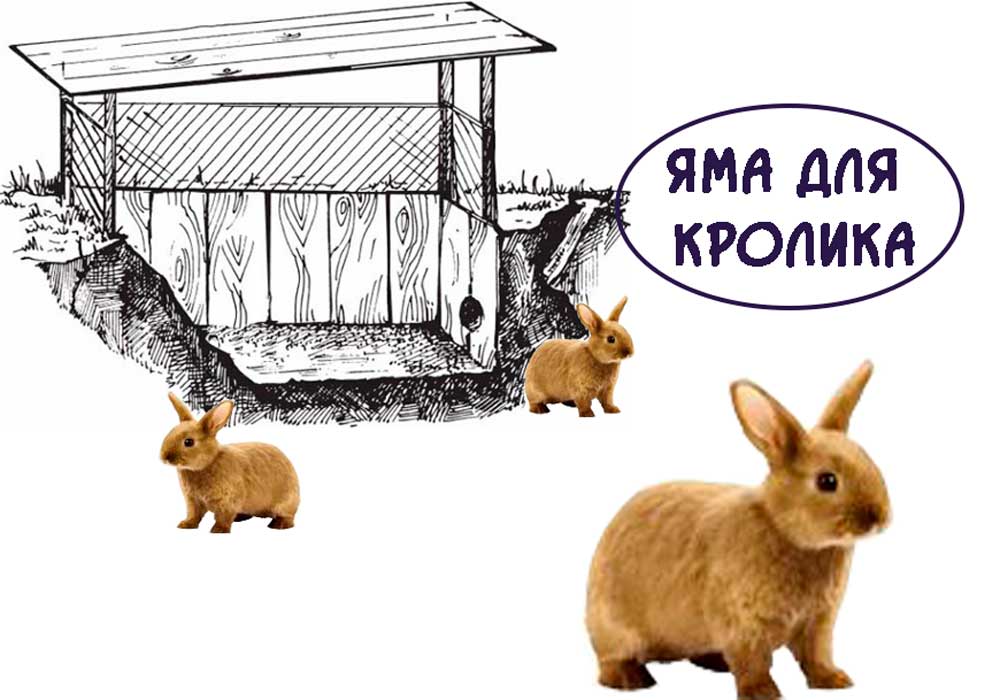 Яма-для-кролика