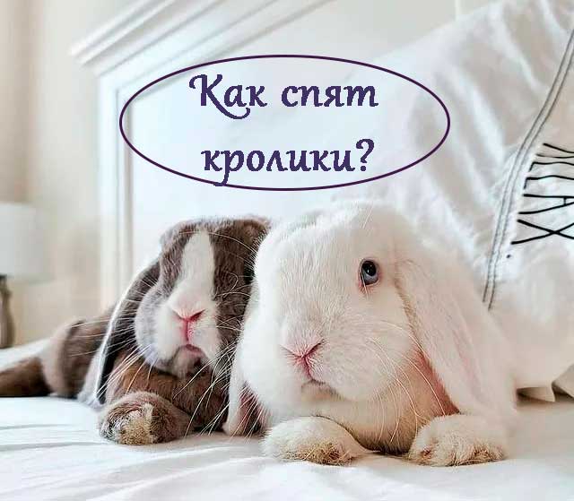 Как спят кролики?