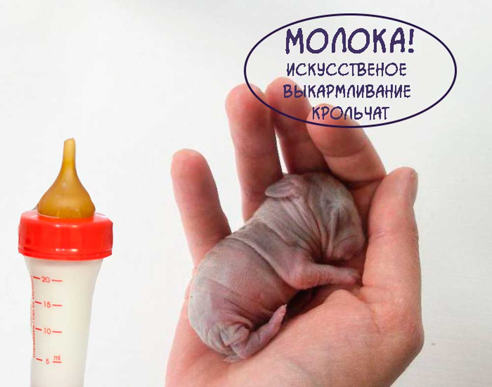 Искусственное-выкармливание-крольчатhttps://pushistiymir.ru/