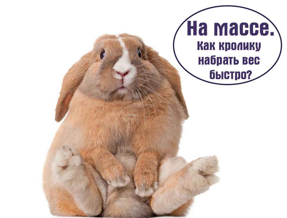 Как-кролику-быстро-набрать-вес https://pushistiymir.ru/