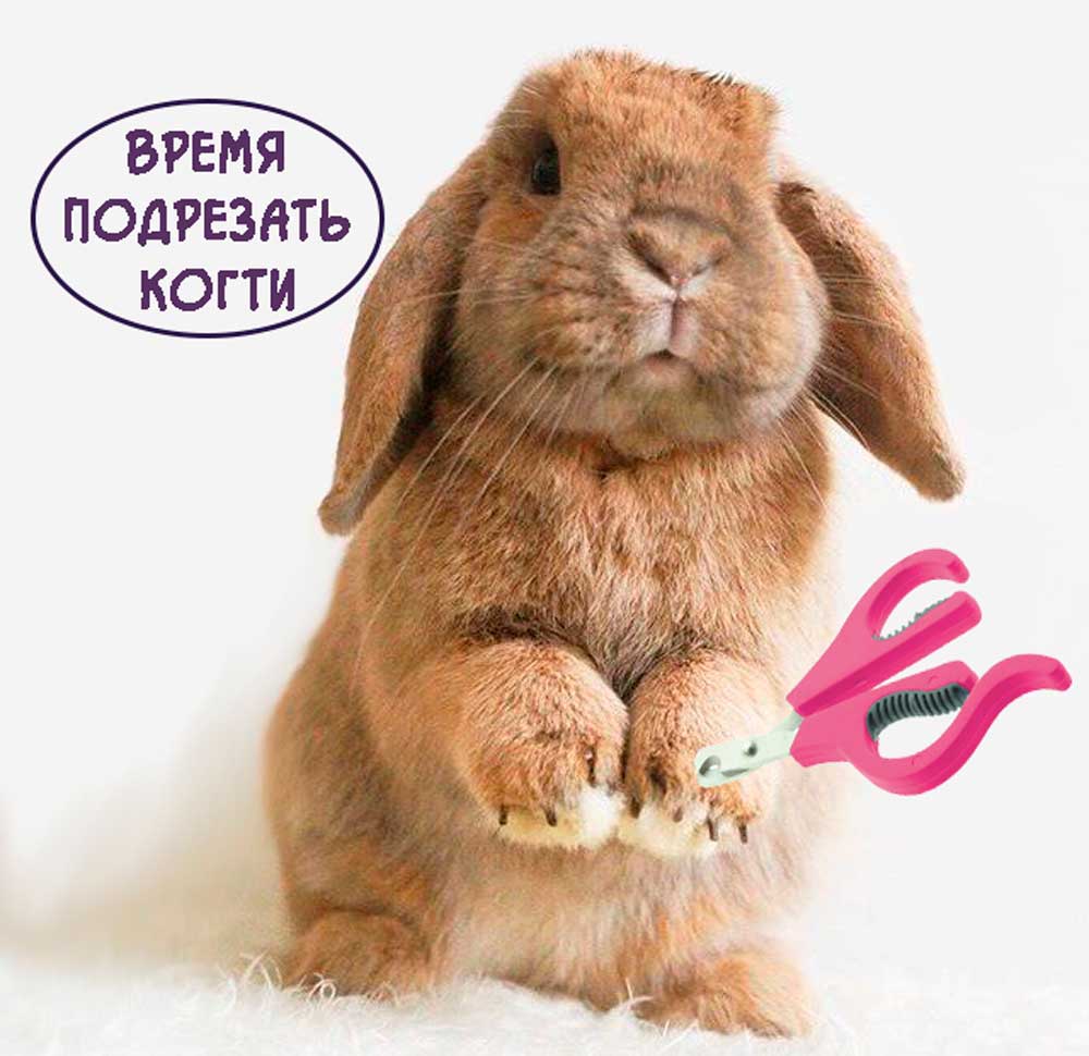 Как-подрезать-когти-кролику