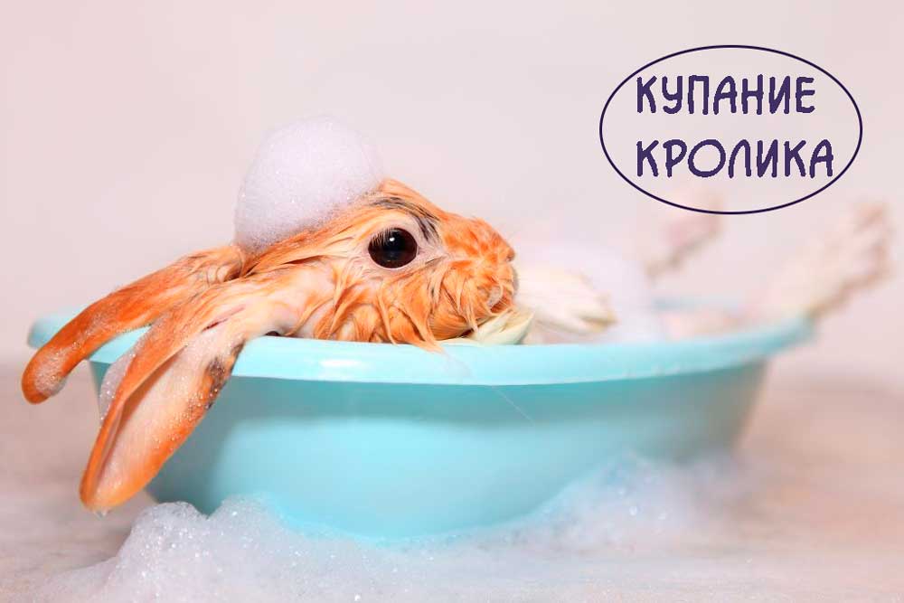 Купание-кролика https://pushistiymir.ru/
