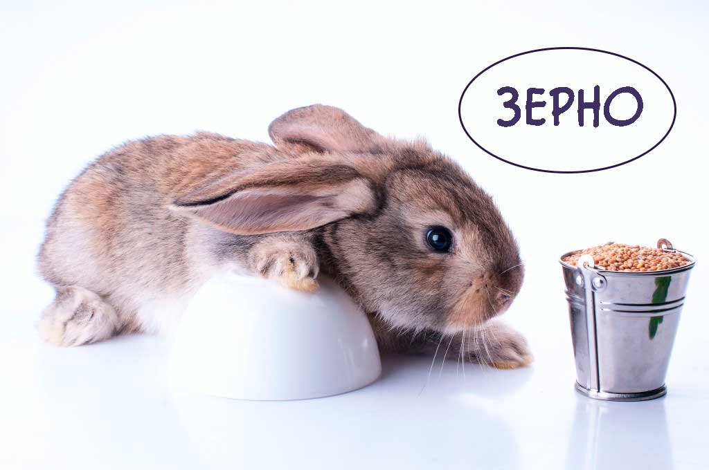 Зерно-для-кроликов https://pushistiymir.ru/
