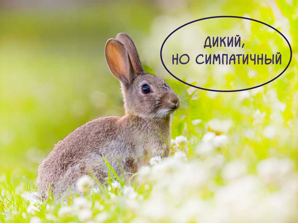 Дикий кролик https://pushistiymir.ru/