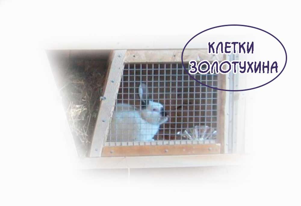 Клетки-Золотухина https://pushistiymir.ru