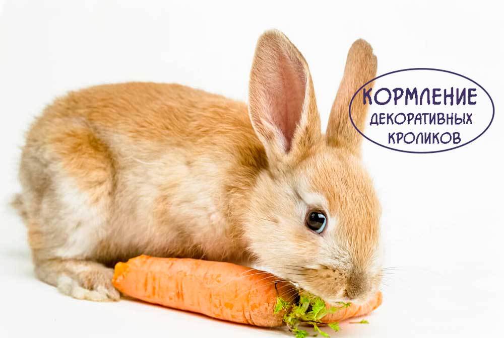 Кормление-декоративных-кроликов https://pushistiymir.ru