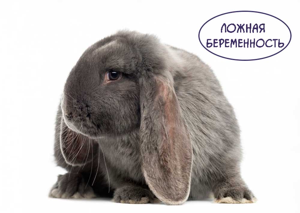 Ложная-беременность-у-кроликов https://pushistiymir.ru/