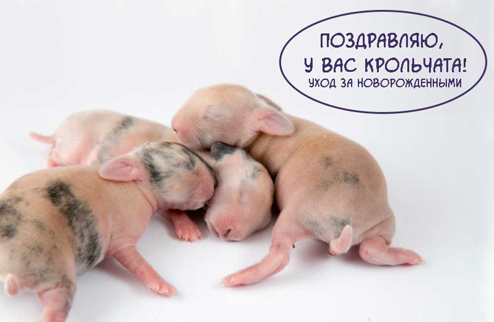 Новорожденные-крольчата https://pushistiymir.ru/