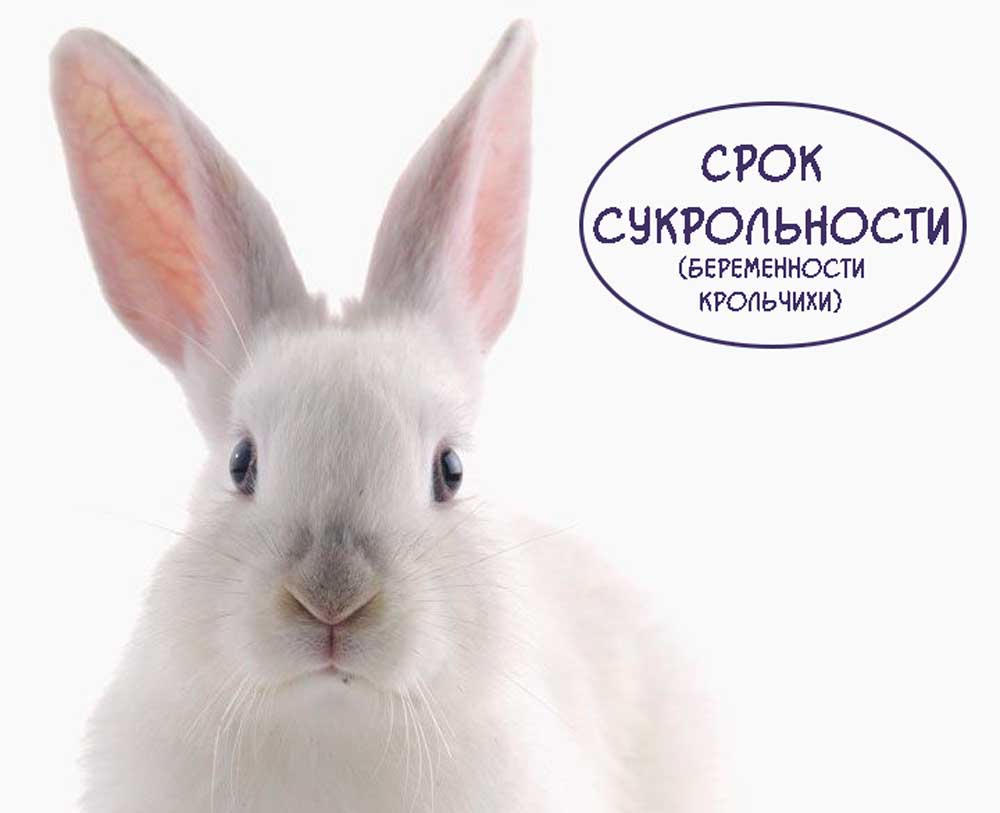 Срок-беременности-крольчих https://pushistiymir.ru/