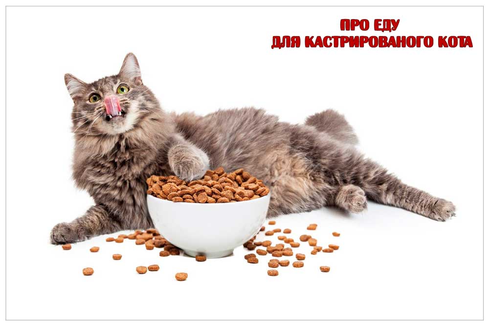 Кормление кастрированного кота https://pushistiymir.ru