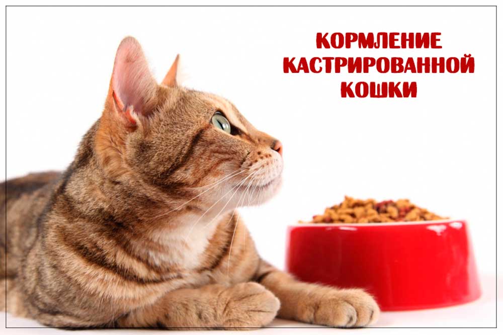 Кормление кастрированной кошки