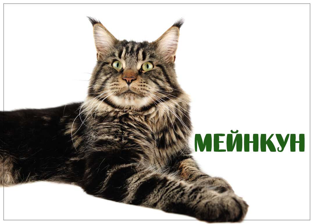 Мейнкун pushistiymir.ru